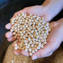 Charger l'image dans la galerie, Pois Chiches Bio 1kg - Ferme de Hyars (Aveyron)