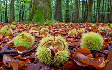 Charger l'image dans la galerie, Pâte à tartiner à la châtaigne 250g