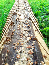 Charger l'image dans la galerie, Tartinade aux Escargots – Escargotine à la Bourguignonne 80g