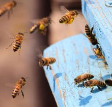 Charger l'image dans la galerie, Pâte à tartiner Miel &amp; Noisette artisanale – L’Abeille Vie – Aubrac
