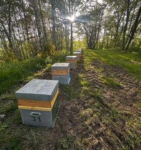 Charger l&#39;image dans la galerie, Miel de Sainfoin – L’AbeilleVie 250g (PNR des Grands Causses)
